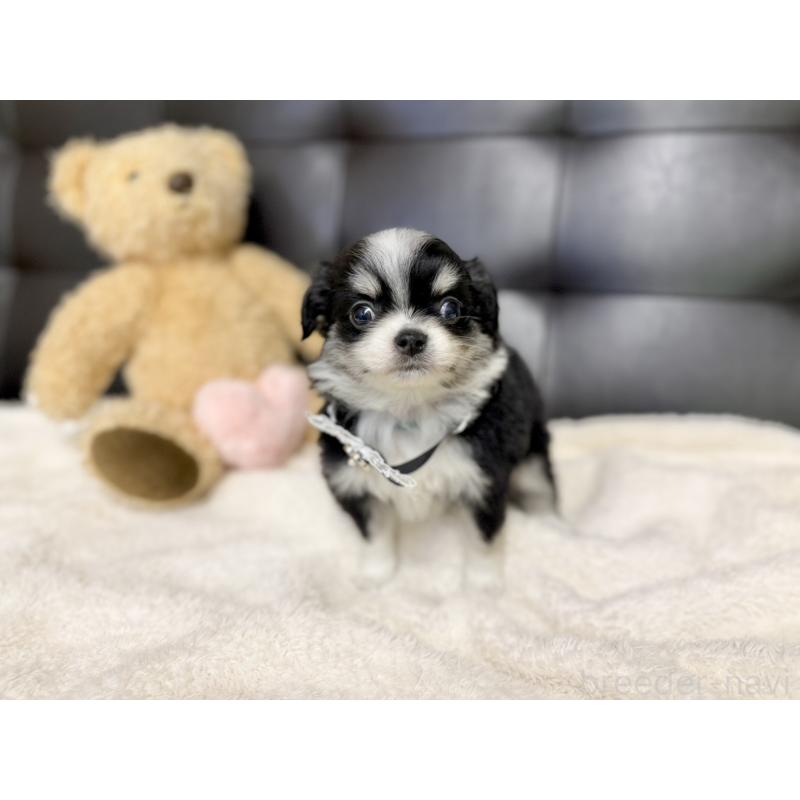 販売中の愛知県のチワワ(ロングコート)-427457の3枚目