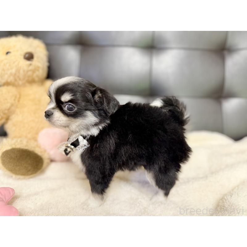 販売中の愛知県のチワワ(ロングコート)-427457の2枚目