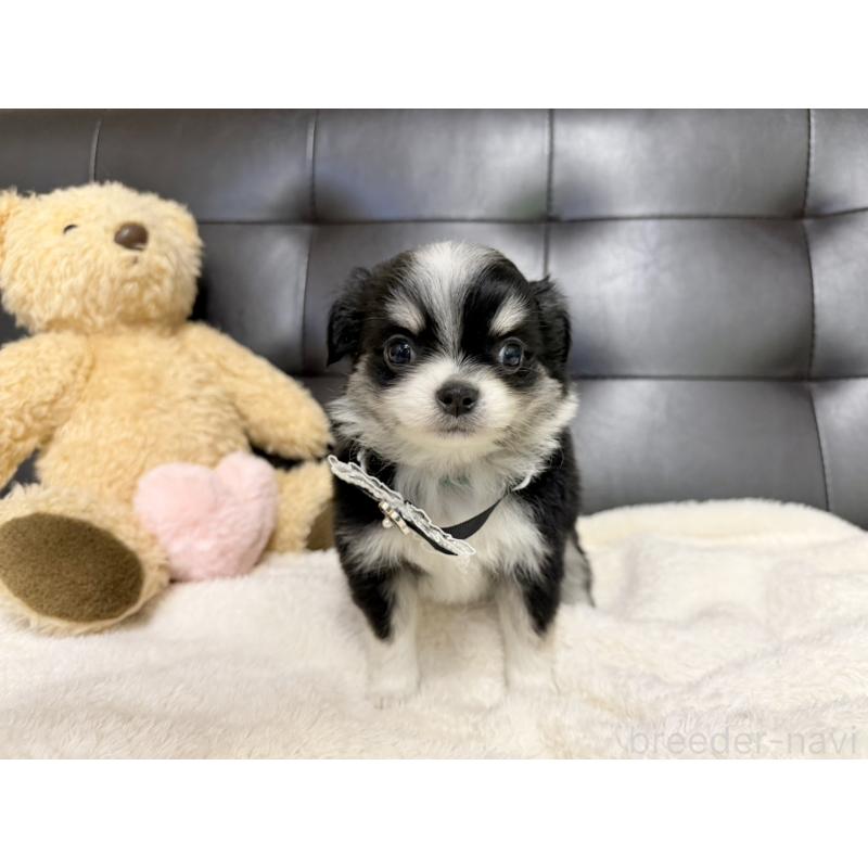 販売中の愛知県のチワワ(ロングコート)-427457