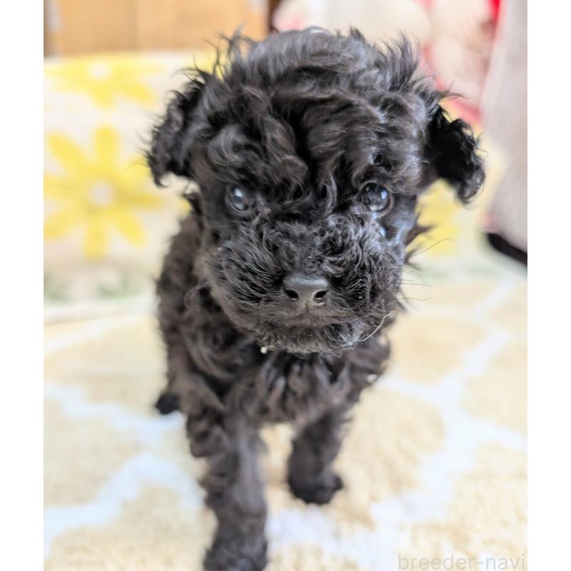 販売中の千葉県のトイプードル-427467の4枚目