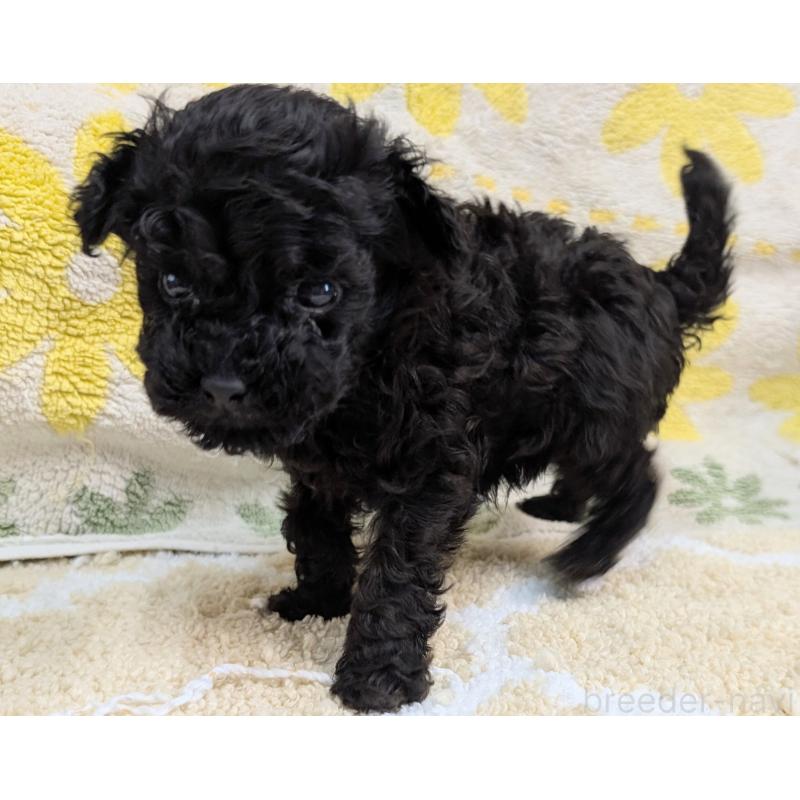 販売中の千葉県のトイプードル-427467の3枚目