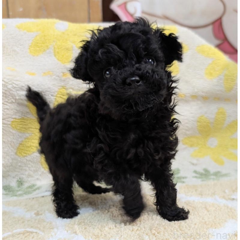 販売中の千葉県のトイプードル-427467の2枚目