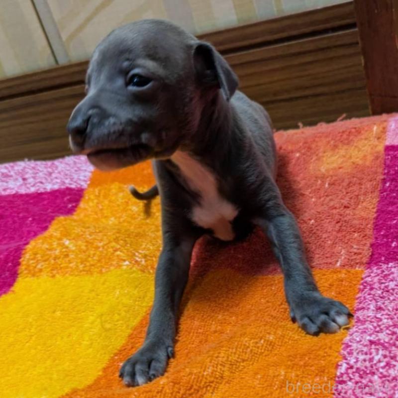 販売中の宮城県のイタリアングレーハウンド(イタグレ)-427464