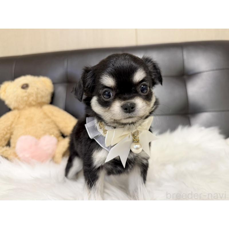 販売中の愛知県のチワワ(ロングコート)-427466