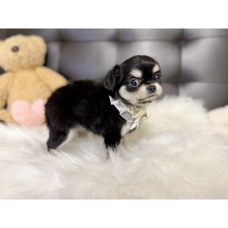 販売中の愛知県のチワワ(ロングコート)-427466の6枚目