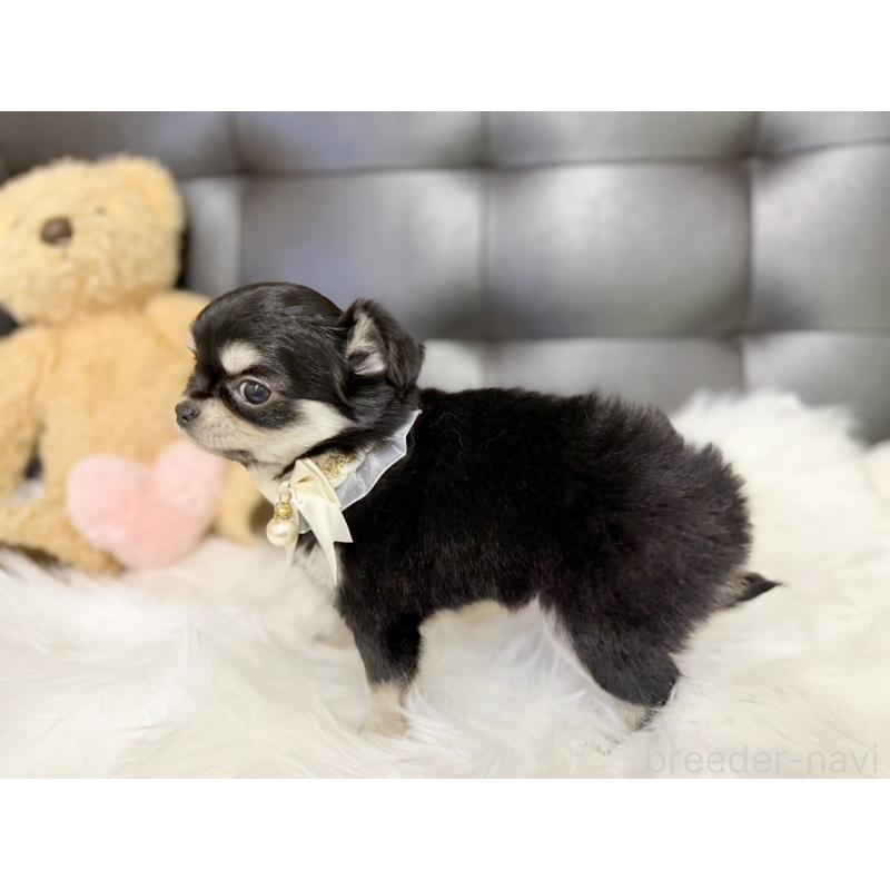 販売中の愛知県のチワワ(ロングコート)-427466の5枚目