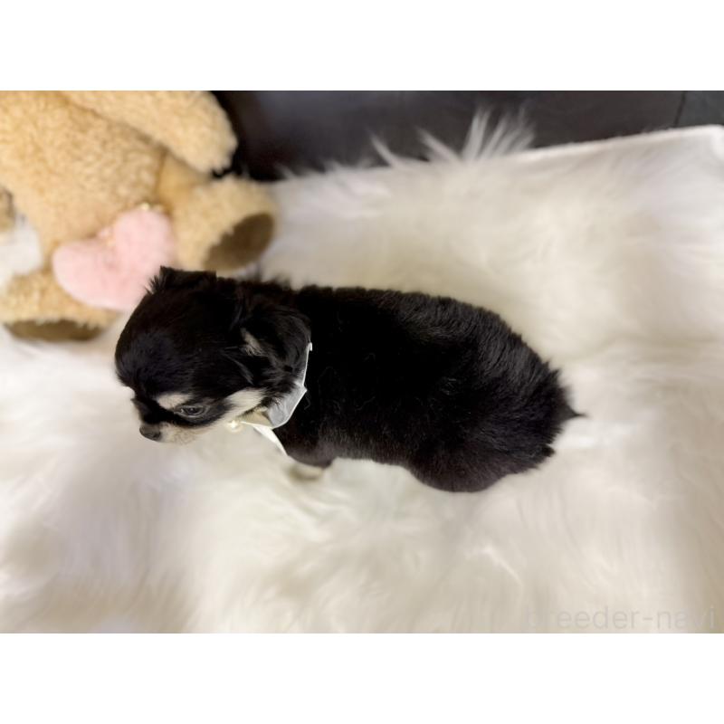 販売中の愛知県のチワワ(ロングコート)-427466の4枚目