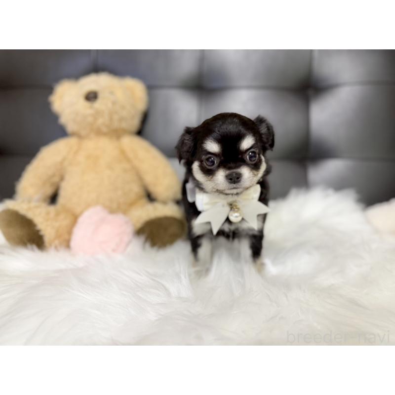 販売中の愛知県のチワワ(ロングコート)-427466の3枚目