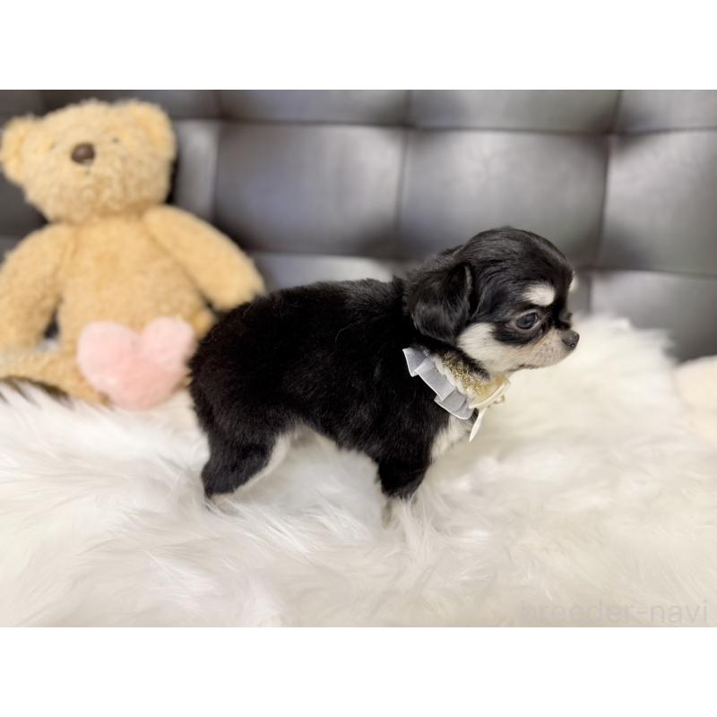 販売中の愛知県のチワワ(ロングコート)-427466の2枚目