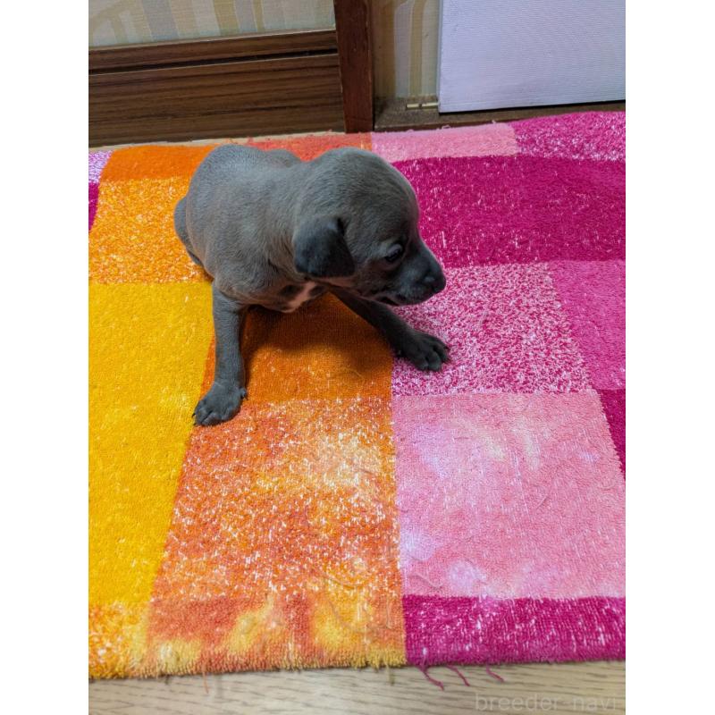 販売中の宮城県のイタリアングレーハウンド(イタグレ)-427468の3枚目