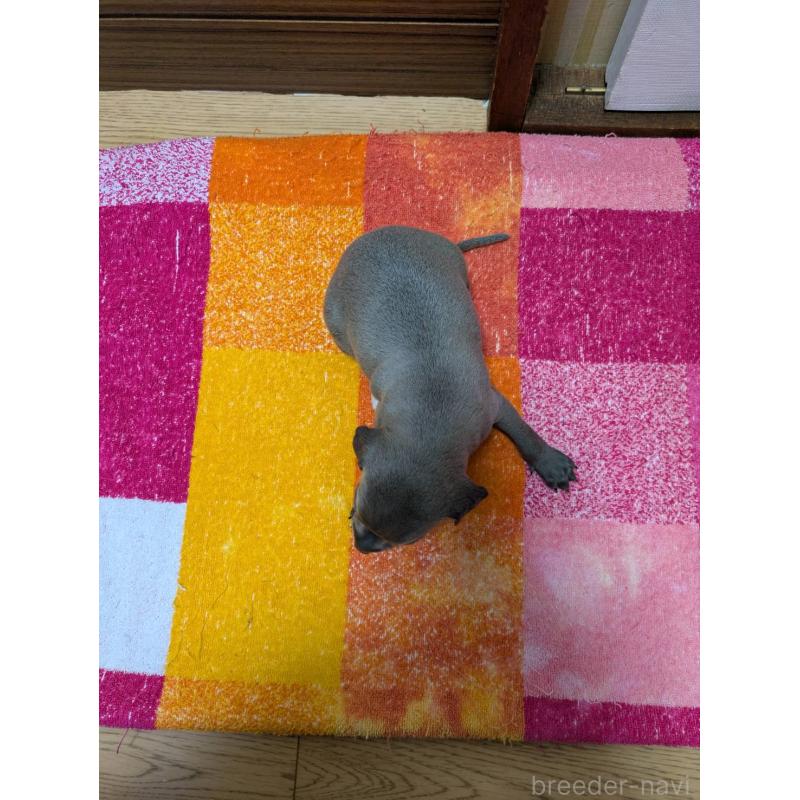 販売中の宮城県のイタリアングレーハウンド(イタグレ)-427468の2枚目