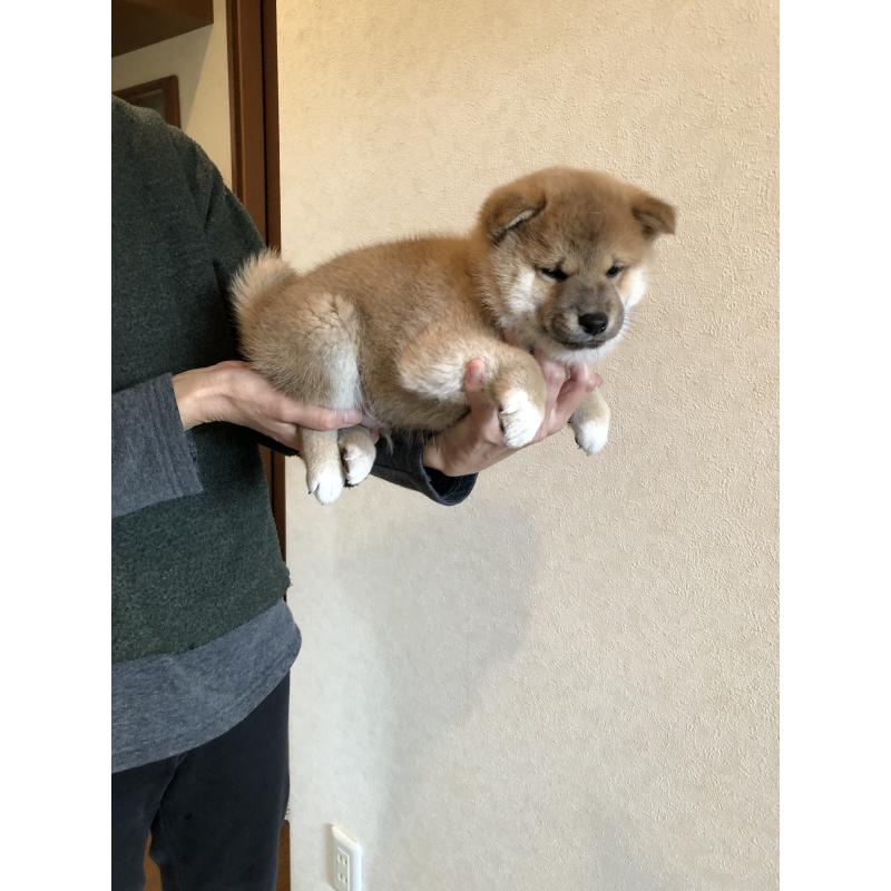 販売中の山口県の柴犬-419564の5枚目