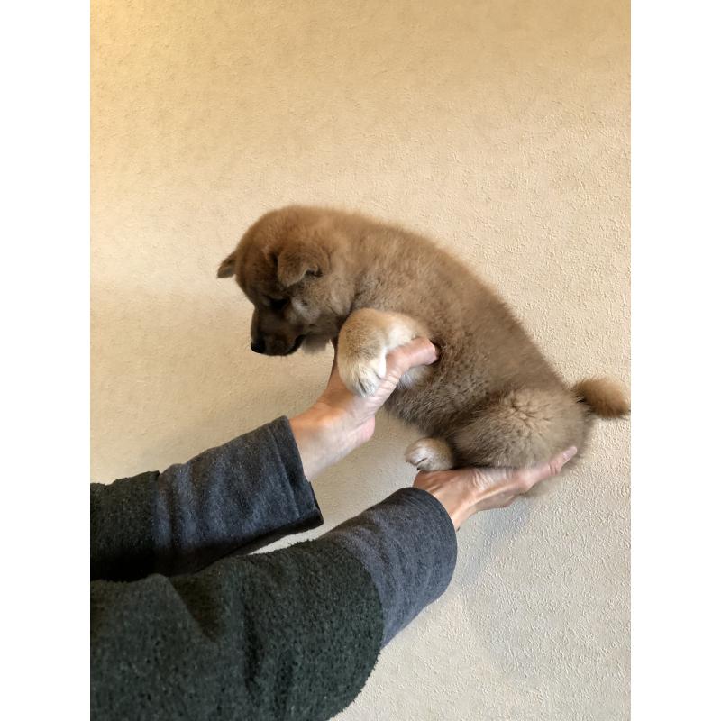 販売中の山口県の柴犬-419564の4枚目