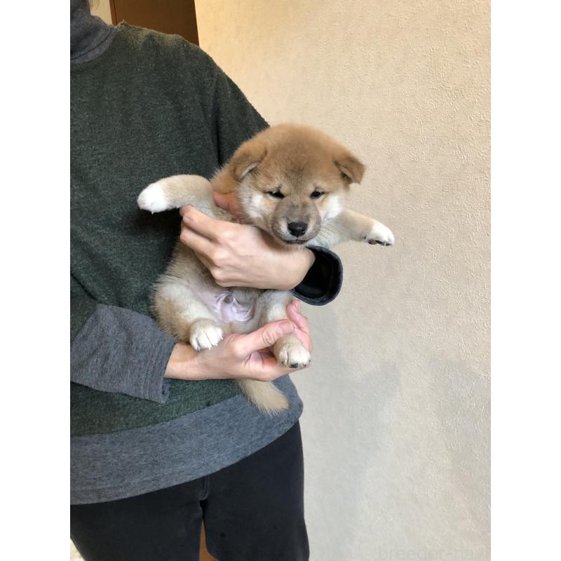 販売中の山口県の柴犬-419564の3枚目