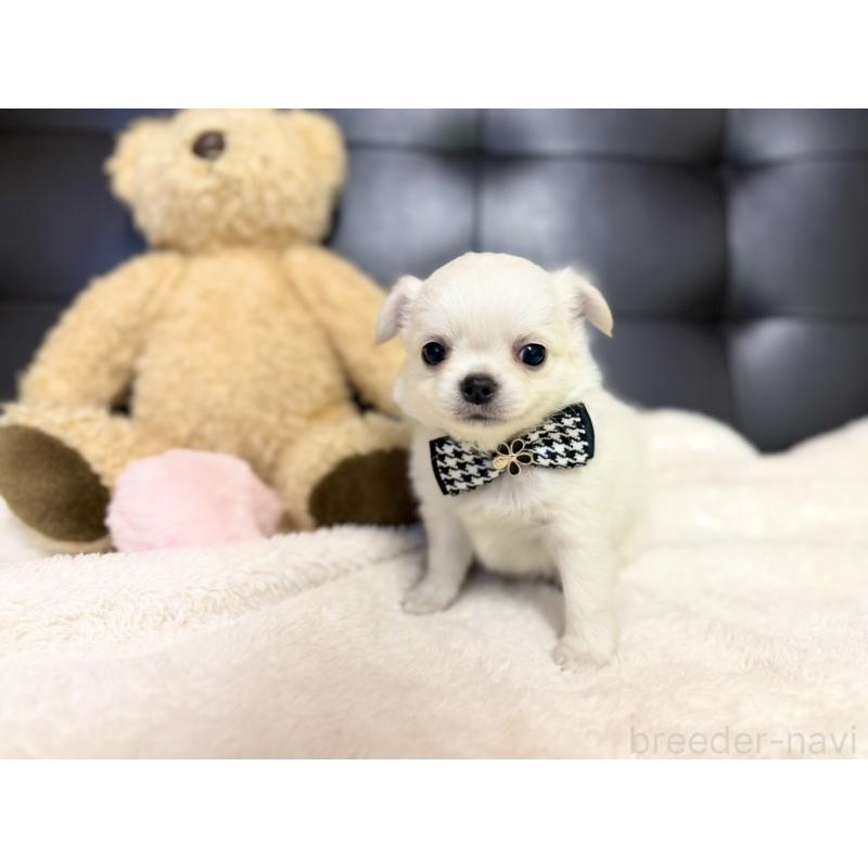 販売中の愛知県のチワワ(ロングコート)-427469の1枚目