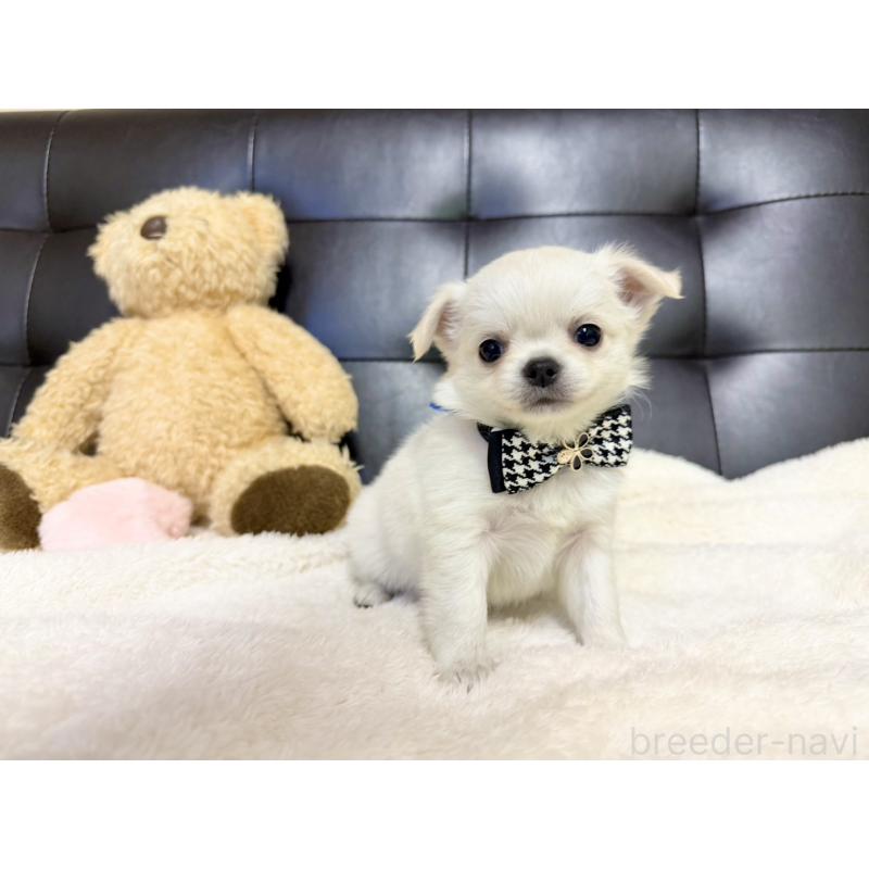 販売中の愛知県のチワワ(ロングコート)-427469の6枚目