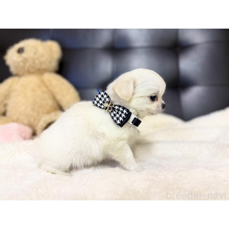 販売中の愛知県のチワワ(ロングコート)-427469の5枚目