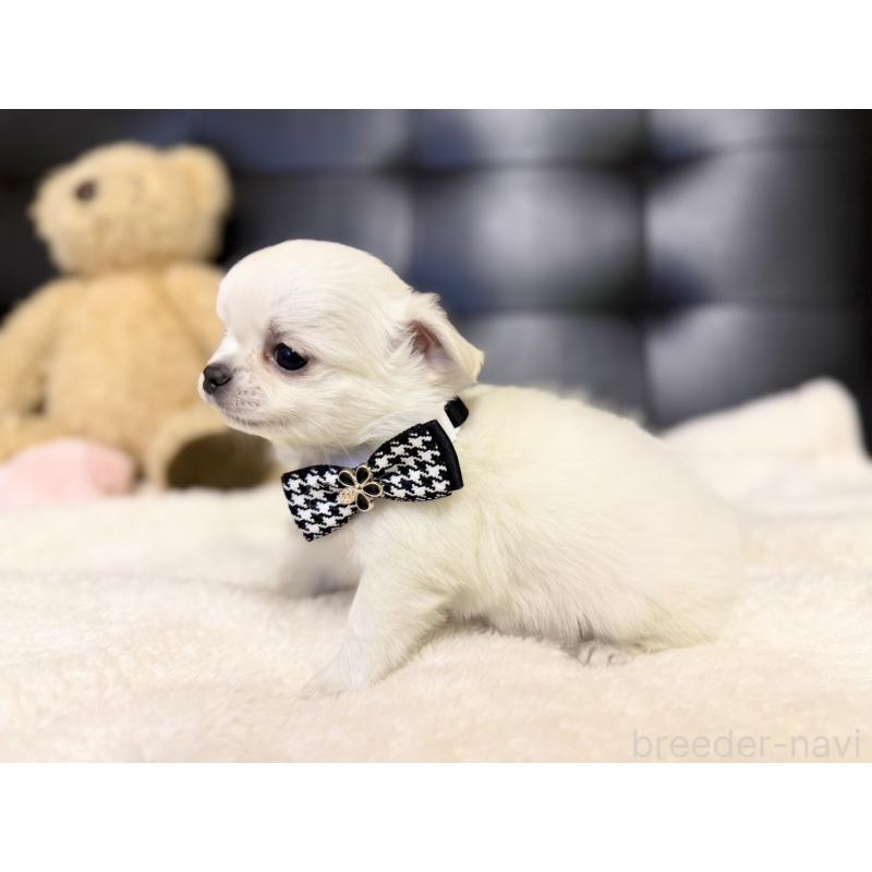 販売中の愛知県のチワワ(ロングコート)-427469の4枚目