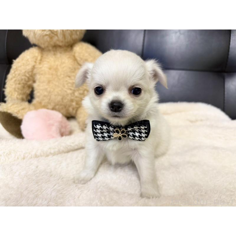 販売中の愛知県のチワワ(ロングコート)-427469の3枚目