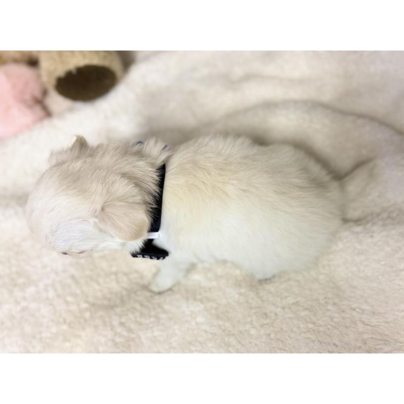 販売中の愛知県のチワワ(ロングコート)-427469の2枚目