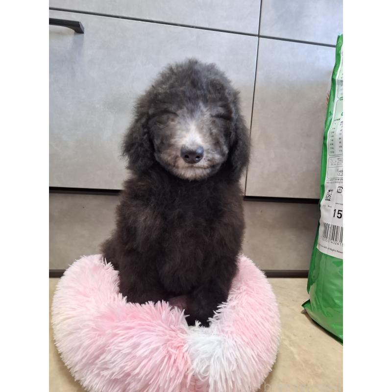 販売中の群馬県のスタンダードプードル-427470の8枚目