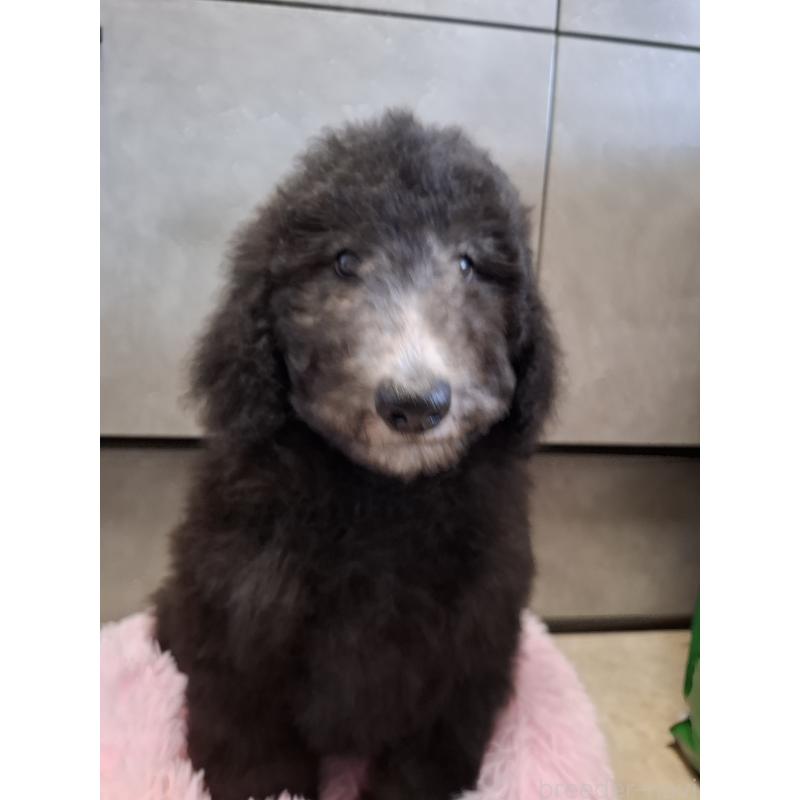 販売中の群馬県のスタンダードプードル-427470の7枚目