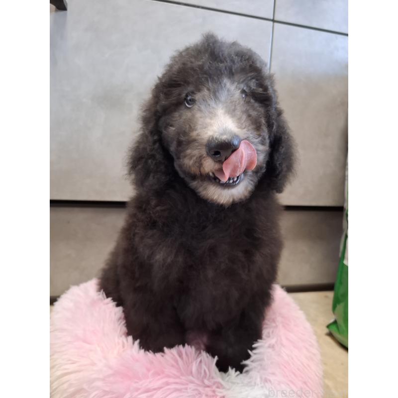 販売中の群馬県のスタンダードプードル-427470の5枚目