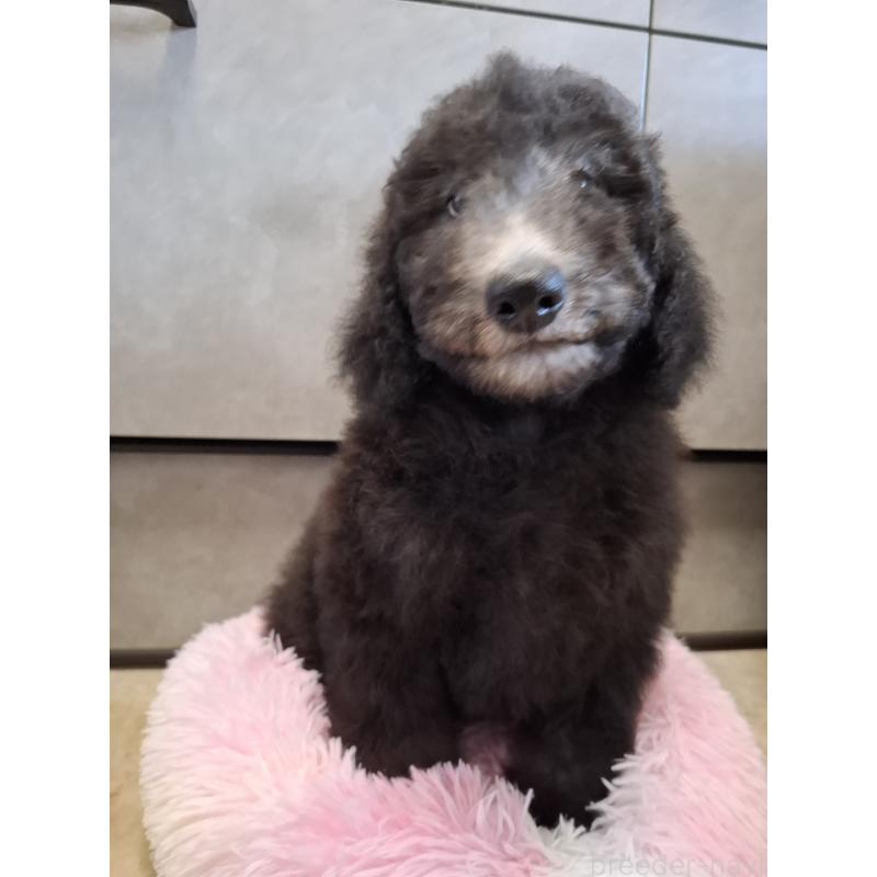 販売中の群馬県のスタンダードプードル-427470の4枚目