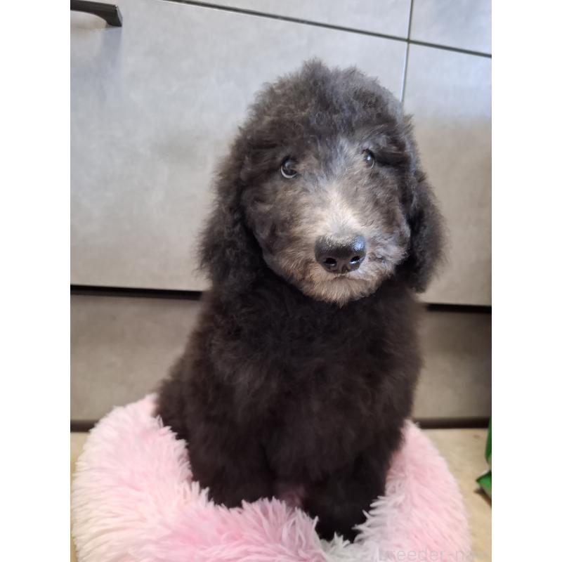 販売中の群馬県のスタンダードプードル-427470の3枚目