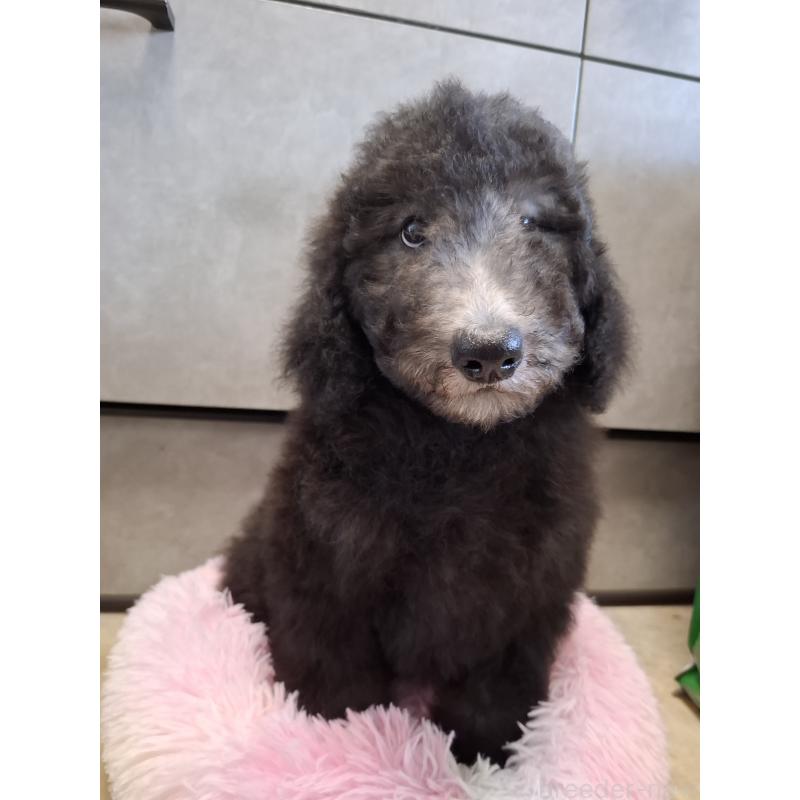 販売中の群馬県のスタンダードプードル-427470の2枚目