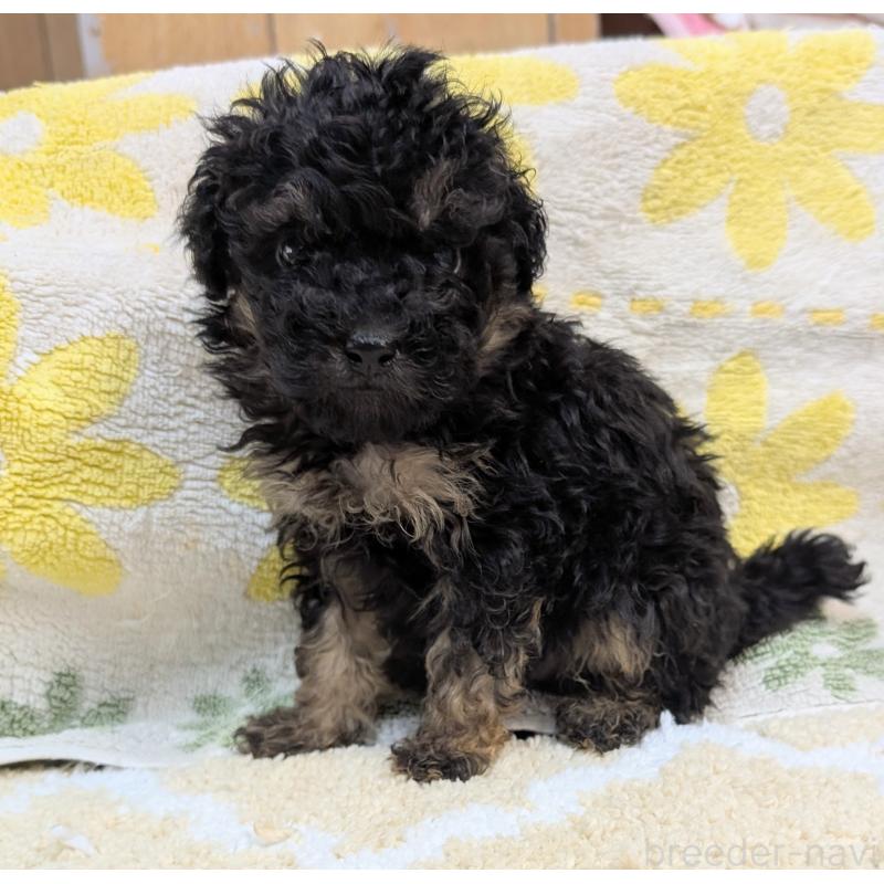 販売中の千葉県のトイプードル-427471の3枚目