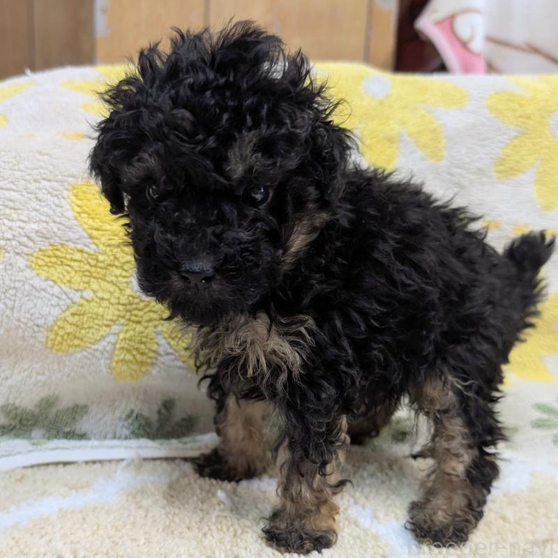 販売中の千葉県のトイプードル-427471の2枚目