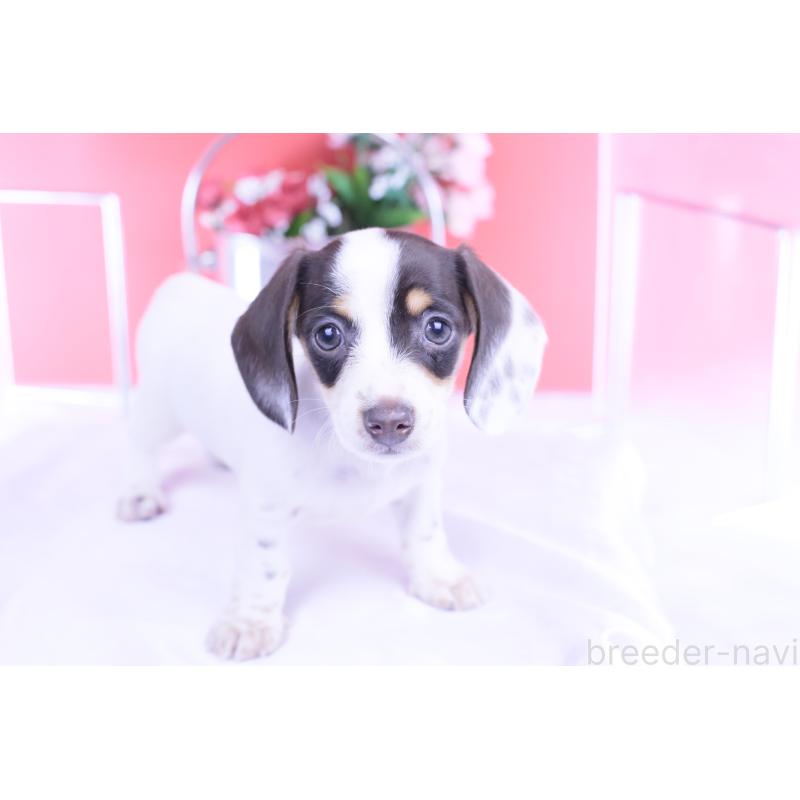 販売中の愛知県のミニチュアダックスフンド(スムースヘアード)-424446の15枚目