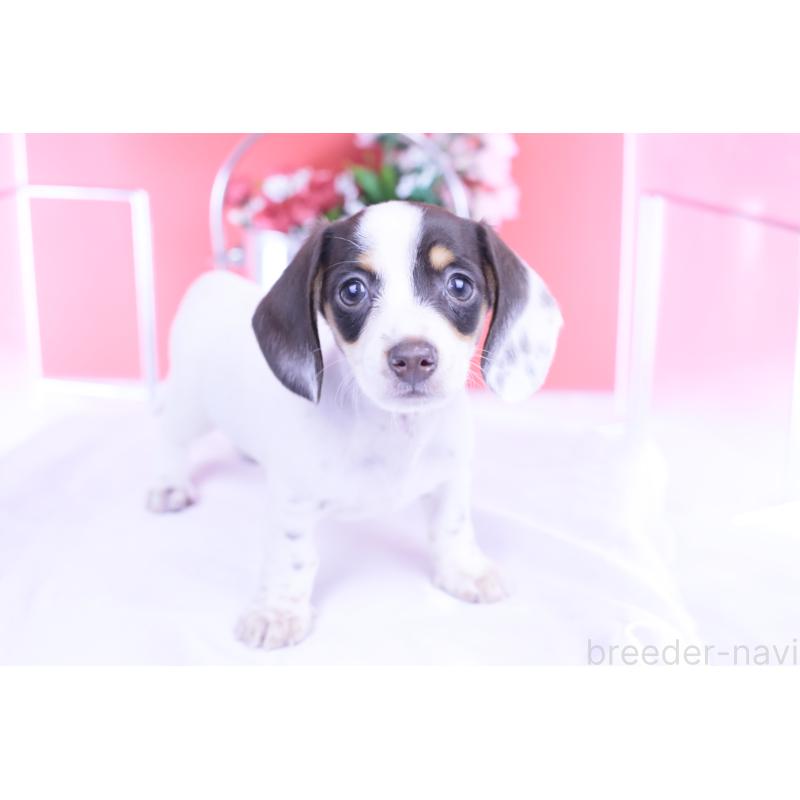 販売中の愛知県のミニチュアダックスフンド(スムースヘアード)-424446の14枚目