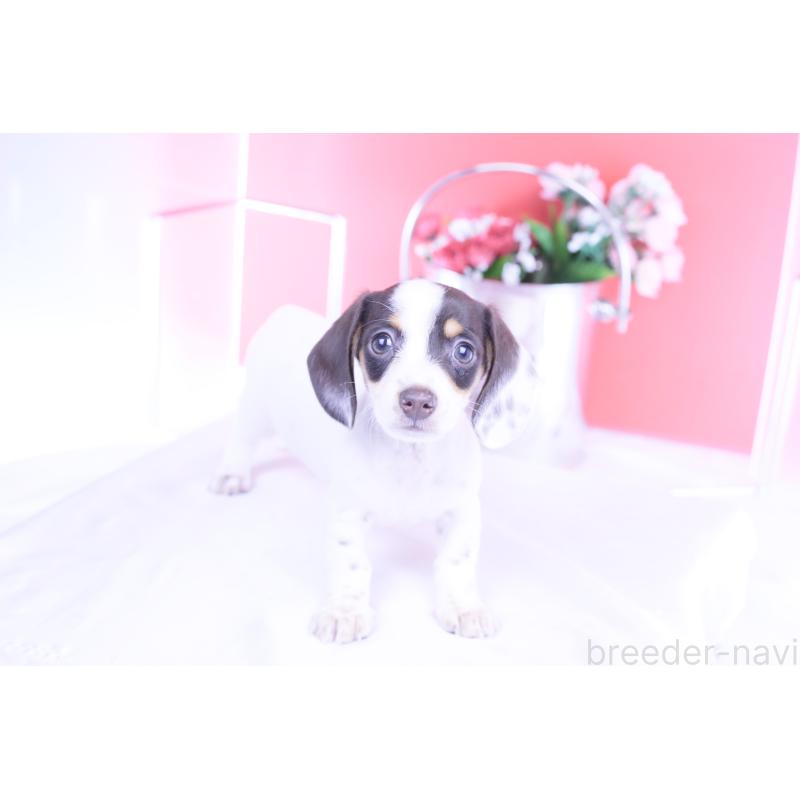 販売中の愛知県のミニチュアダックスフンド(スムースヘアード)-424446の13枚目