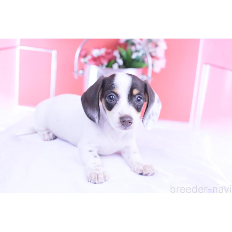 販売中の愛知県のミニチュアダックスフンド(スムースヘアード)-424446の12枚目