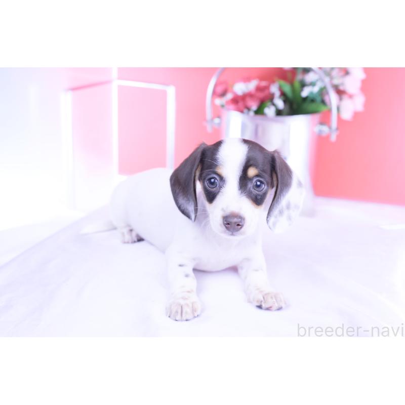 販売中の愛知県のミニチュアダックスフンド(スムースヘアード)-424446の11枚目