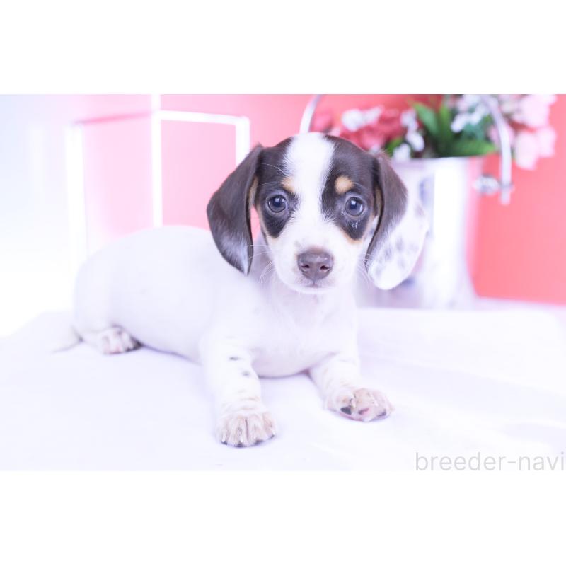 販売中の愛知県のミニチュアダックスフンド(スムースヘアード)-424446の8枚目