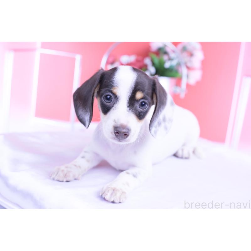 販売中の愛知県のミニチュアダックスフンド(スムースヘアード)-424446の6枚目