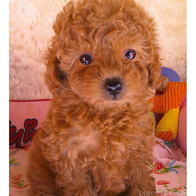 販売中の茨城県のトイプードル-427473の5枚目