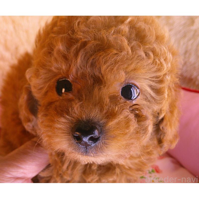 販売中の茨城県のトイプードル-427473の4枚目