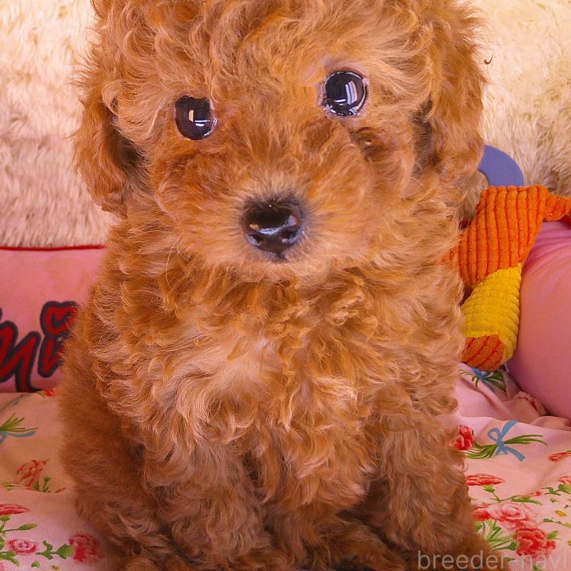 販売中の茨城県のトイプードル-427473の3枚目