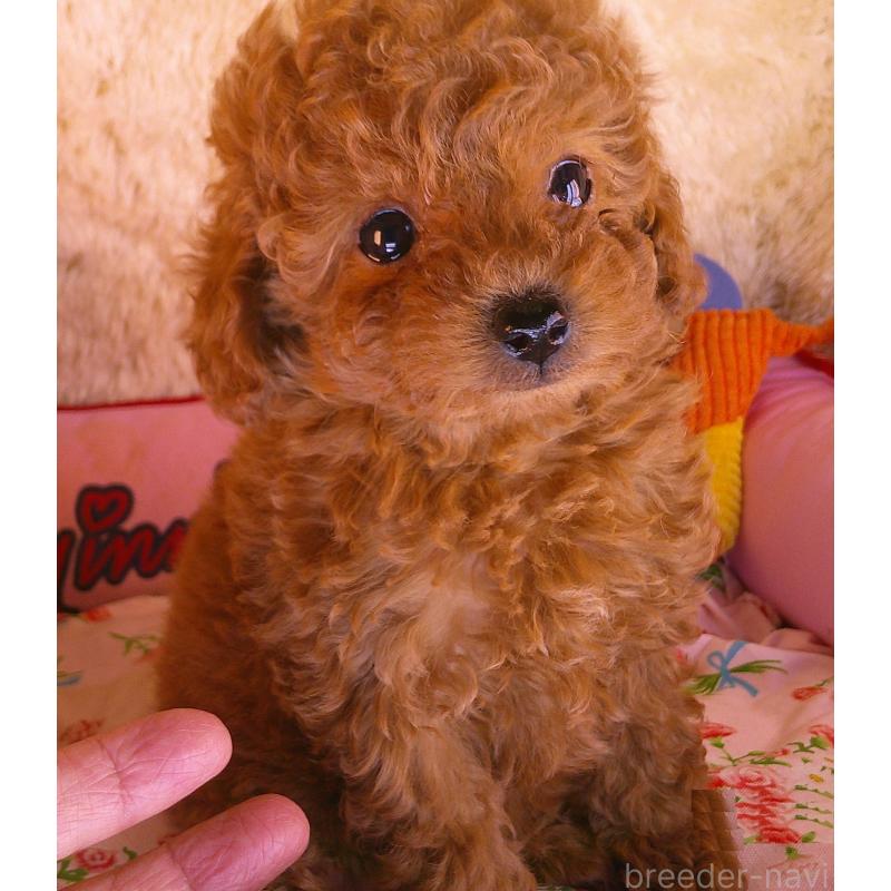 販売中の茨城県のトイプードル-427473の2枚目