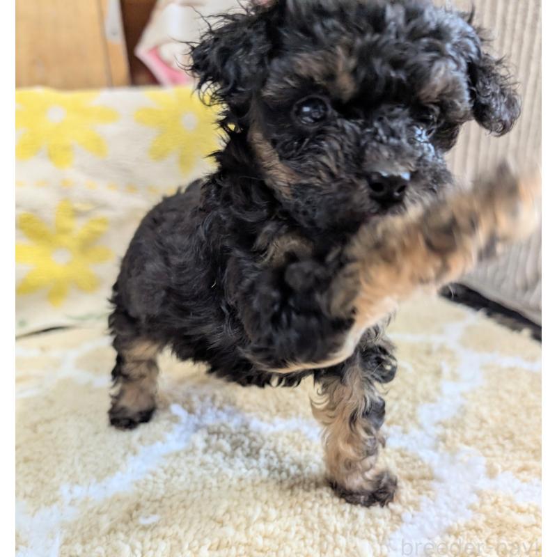 販売中の千葉県のトイプードル-427388の3枚目