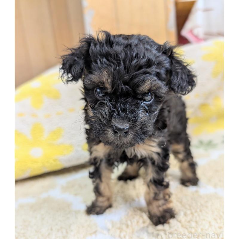 販売中の千葉県のトイプードル-427388の2枚目