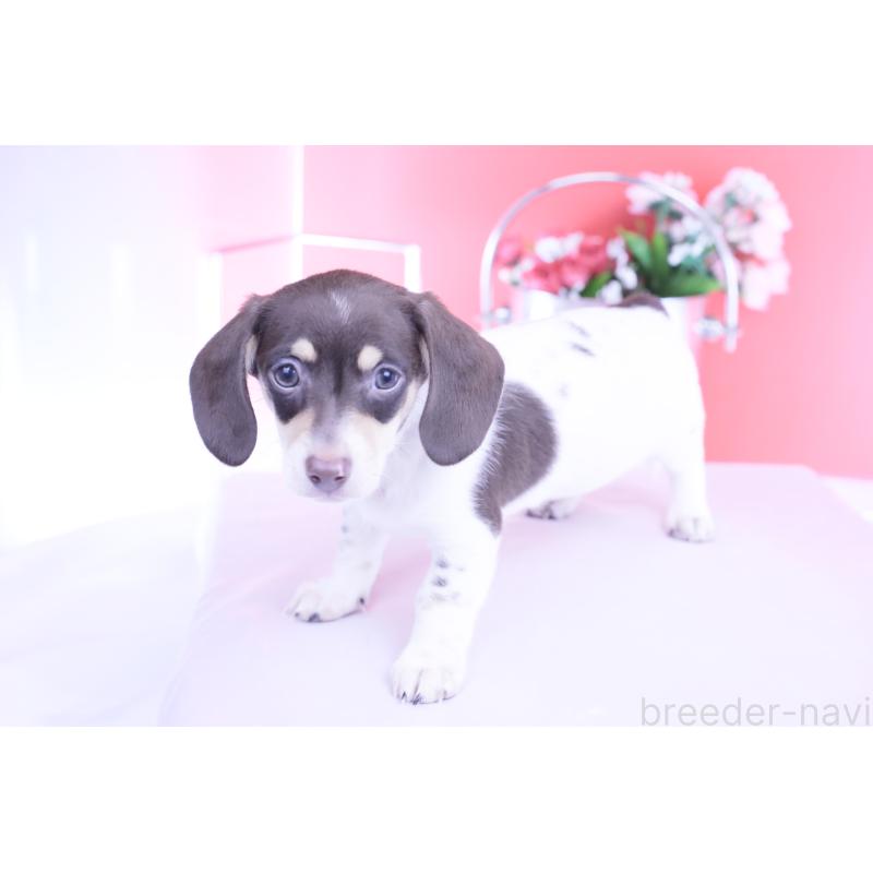 販売中の愛知県のミニチュアダックスフンド(スムースヘアード)-424450の16枚目