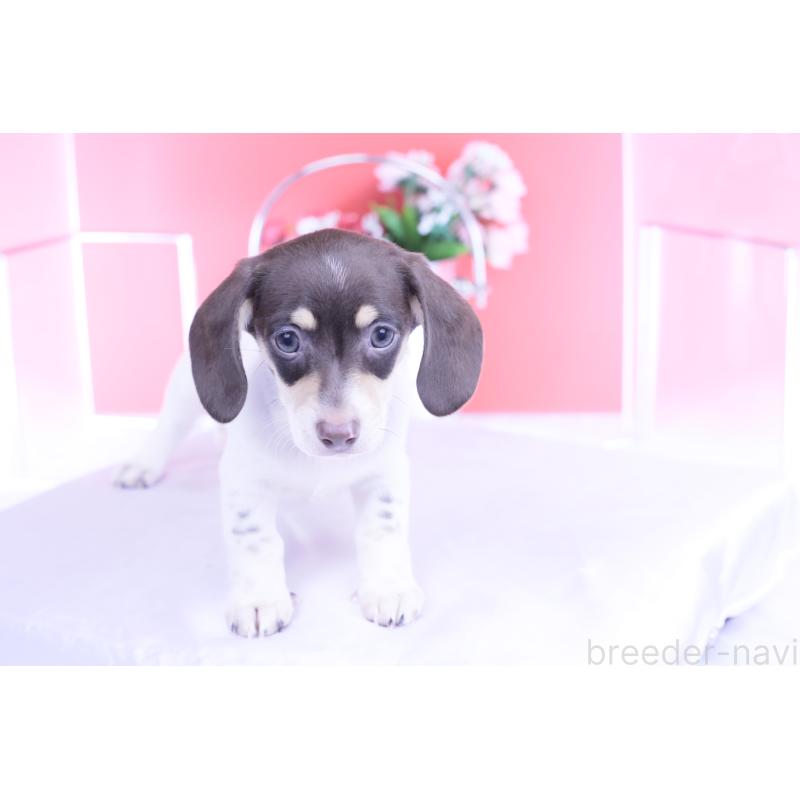 販売中の愛知県のミニチュアダックスフンド(スムースヘアード)-424450の14枚目