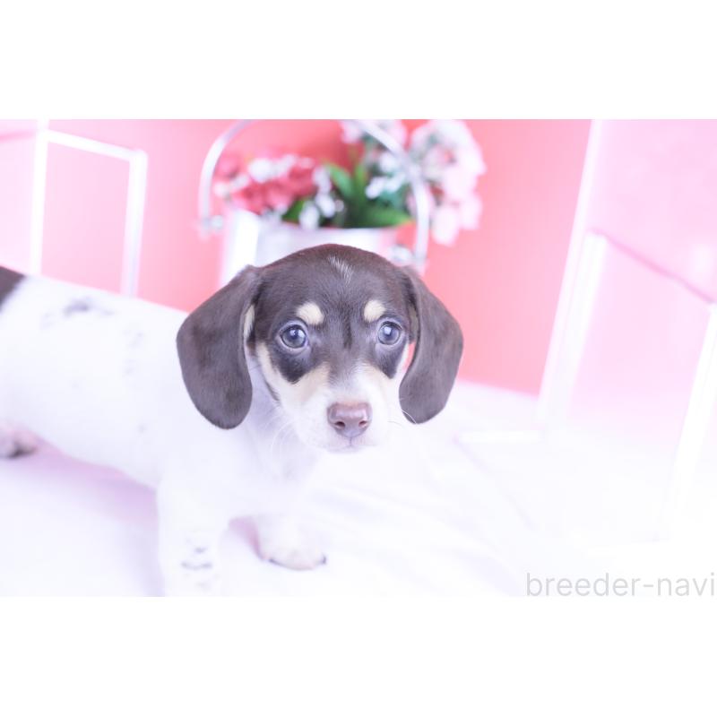販売中の愛知県のミニチュアダックスフンド(スムースヘアード)-424450の12枚目