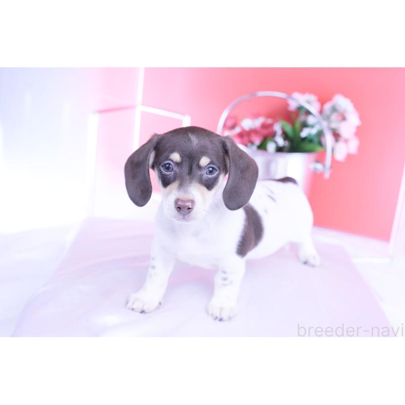 販売中の愛知県のミニチュアダックスフンド(スムースヘアード)-424450の4枚目