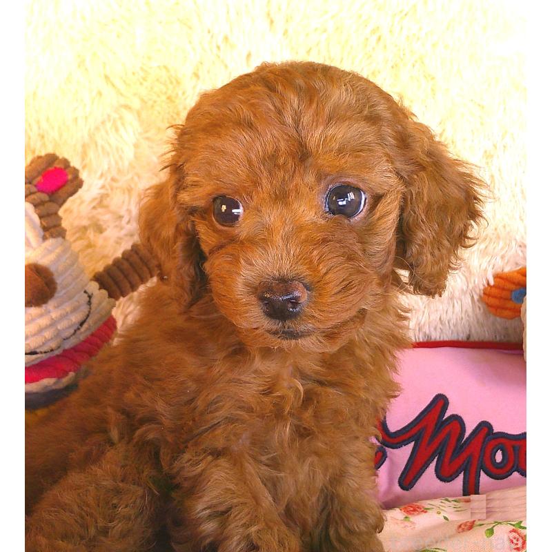 販売中の茨城県のトイプードル-427478の5枚目